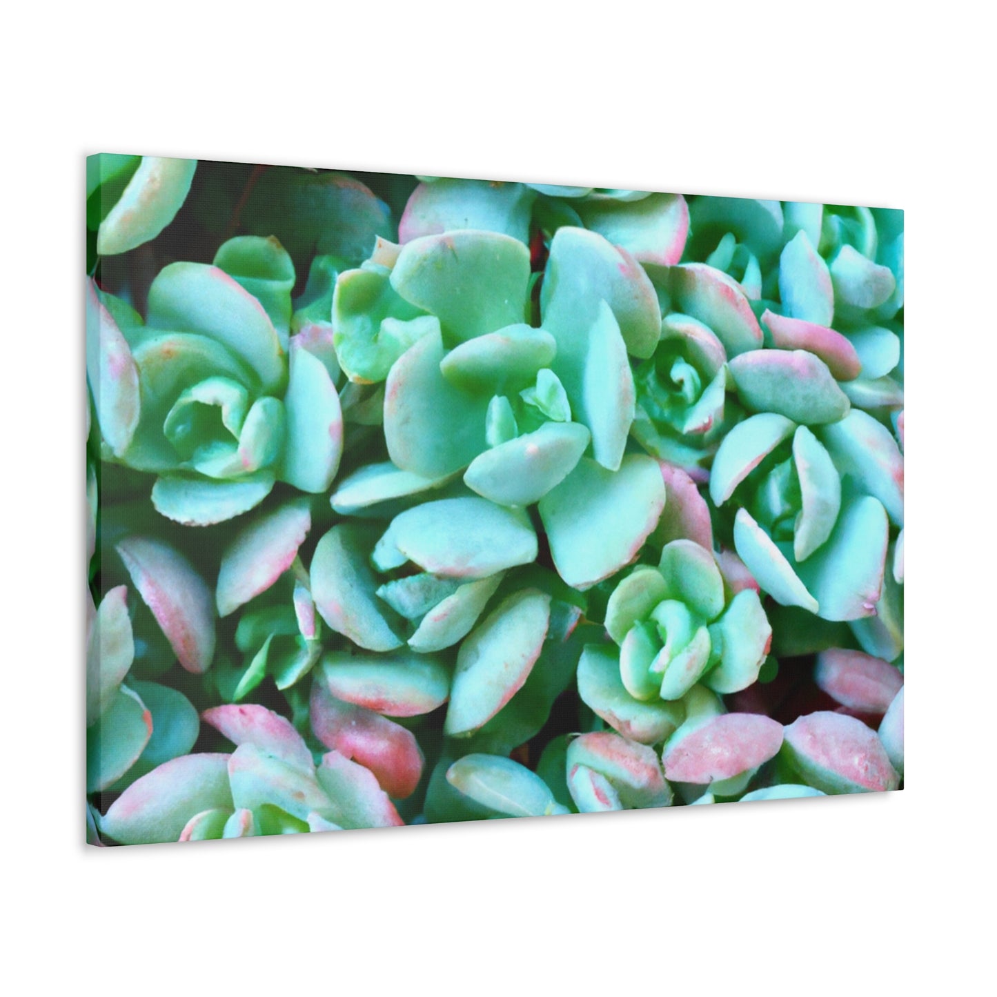 Green Beauties - Canvas - Succulent