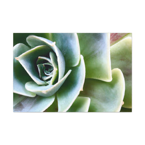 Garden of Delights - Canvas - Succulent
