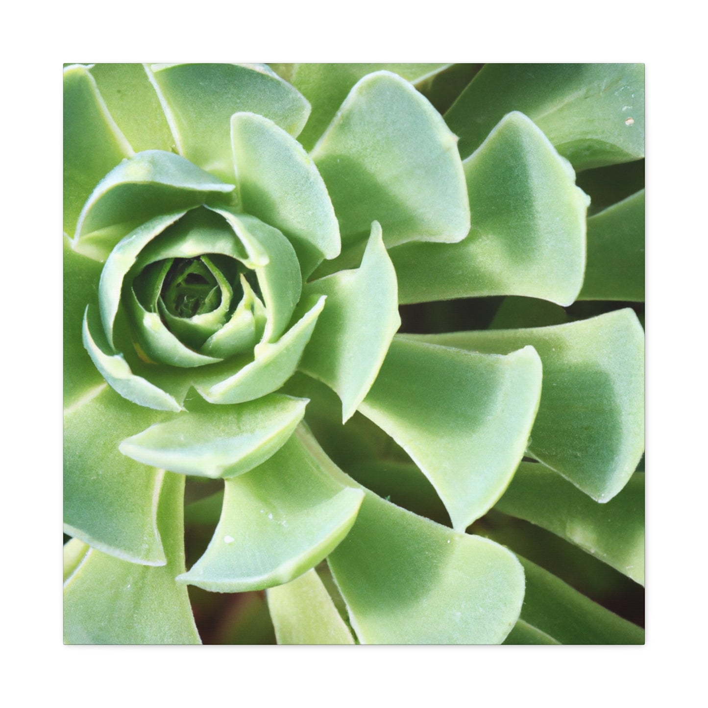 "Garden Gala" - Canvas - Succulent