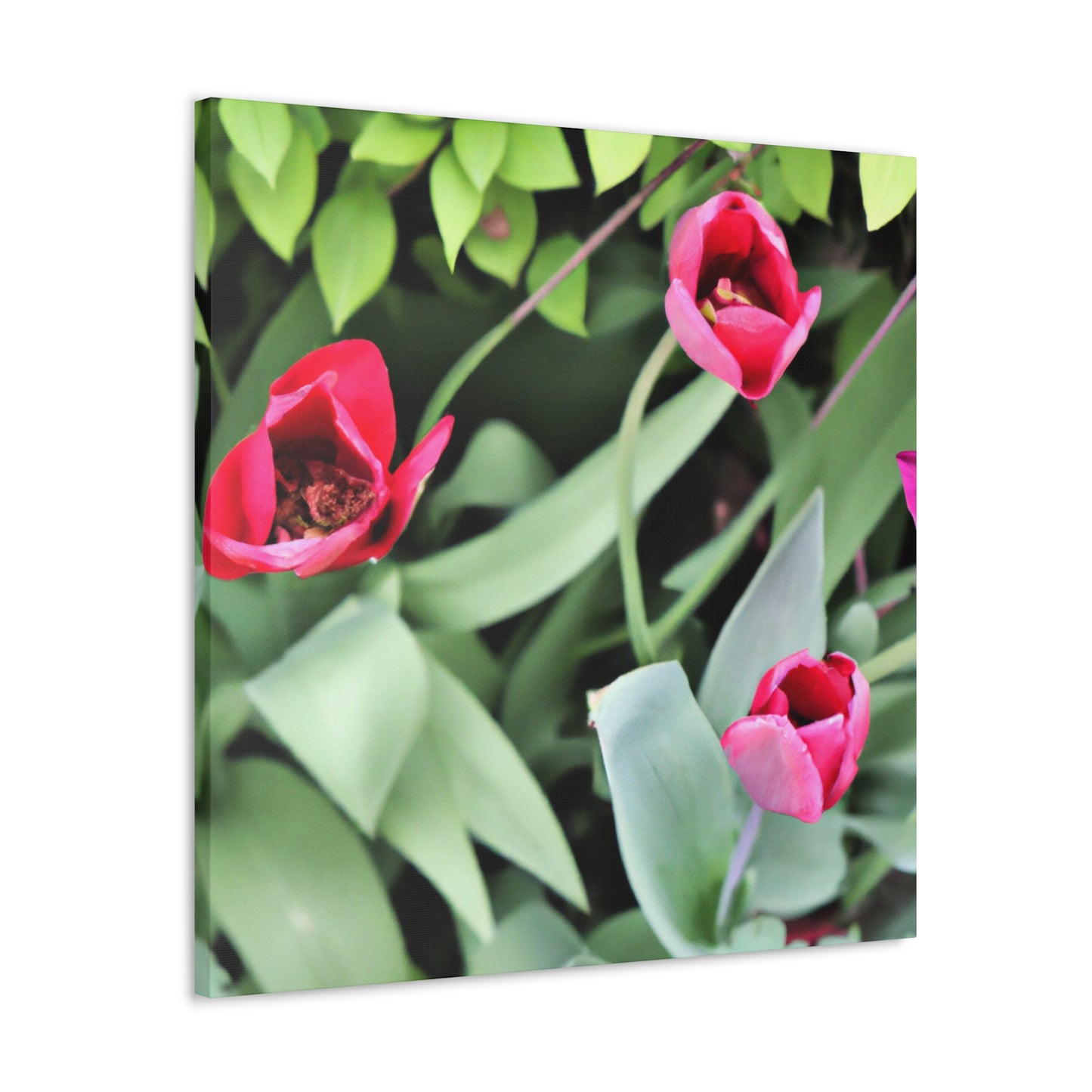 Pink Pop Ups - Canvas - Floral