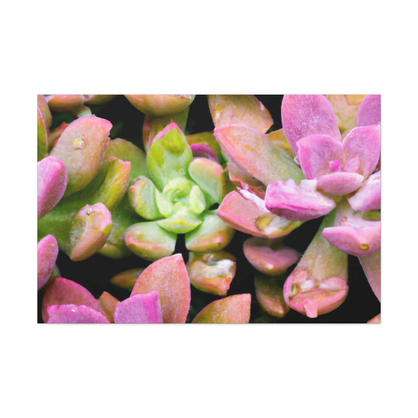 Blooming Garden Delight - Canvas - Succulent