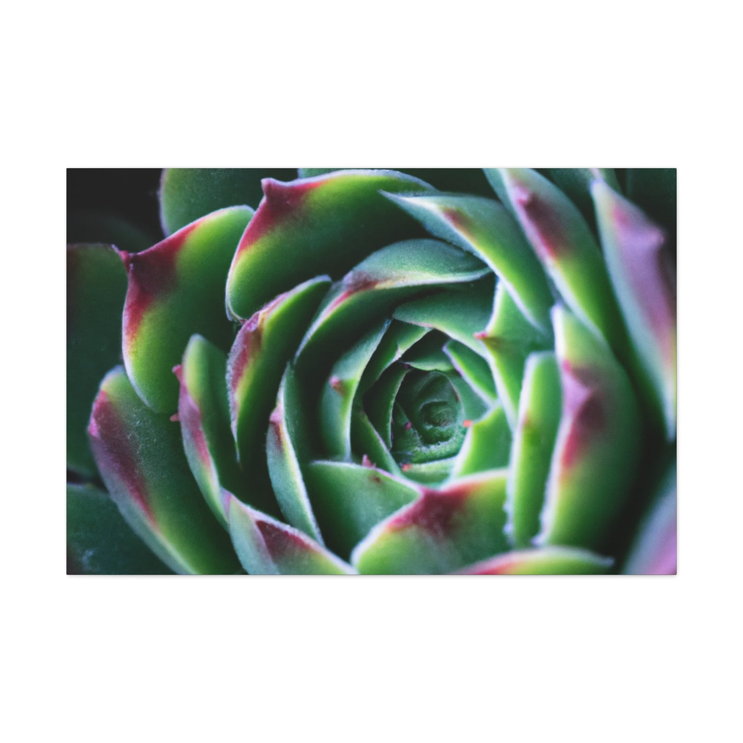"Flowering Patio" - Canvas - Succulent