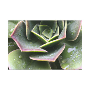 "Garden of Plenty." - Canvas - Succulent