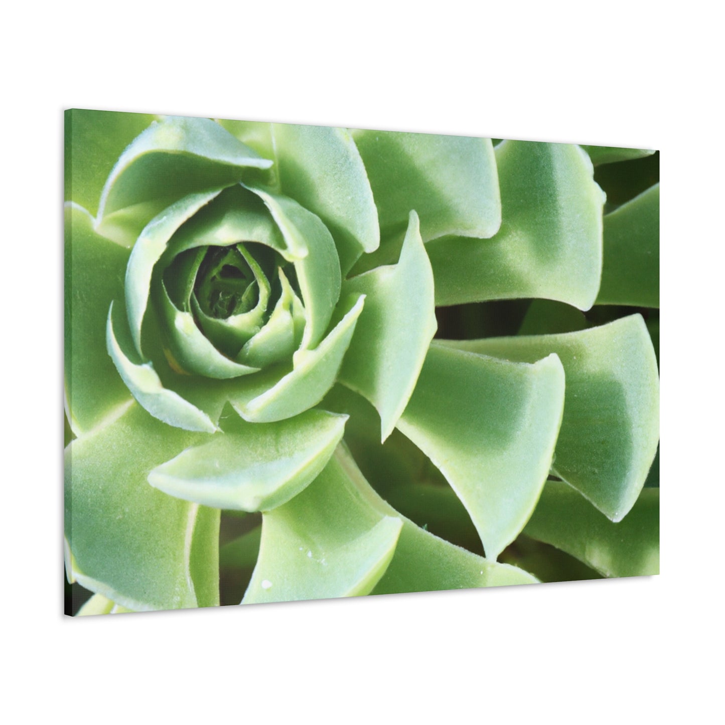 "Garden Gala" - Canvas - Succulent