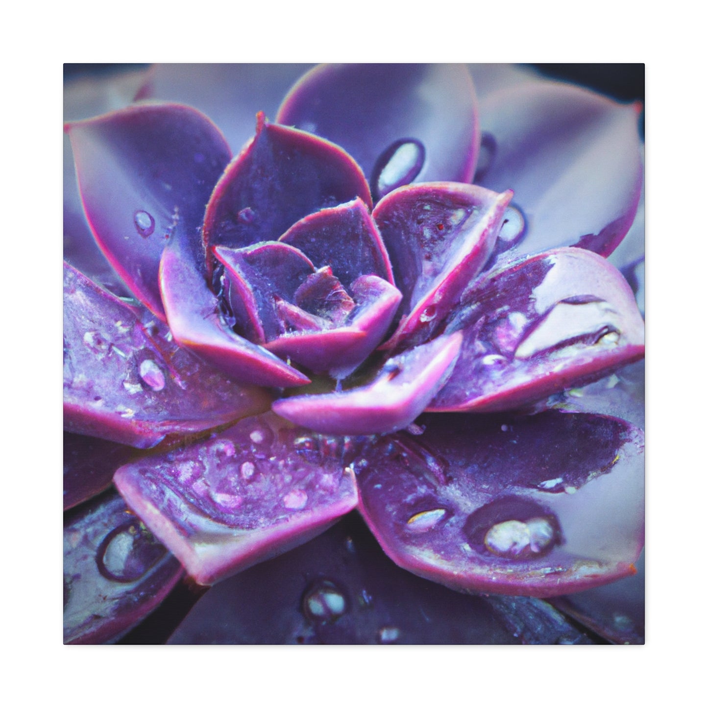 Purple Splendor - Canvas - Succulent