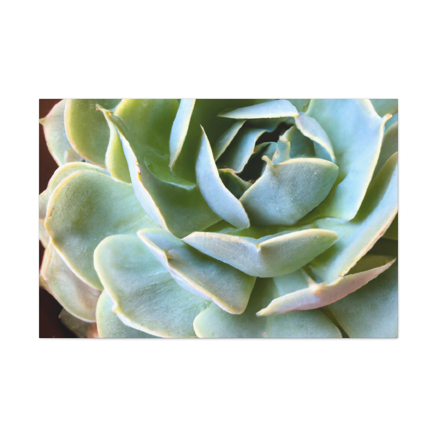 "Blooming Garden" - Canvas - Succulent