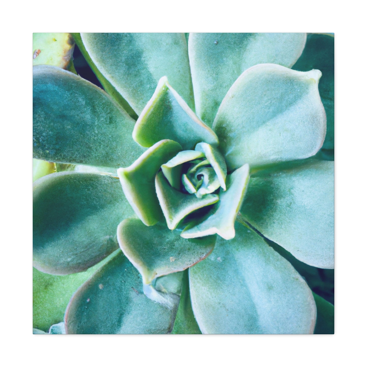 Irisaurus. - Canvas - Succulent