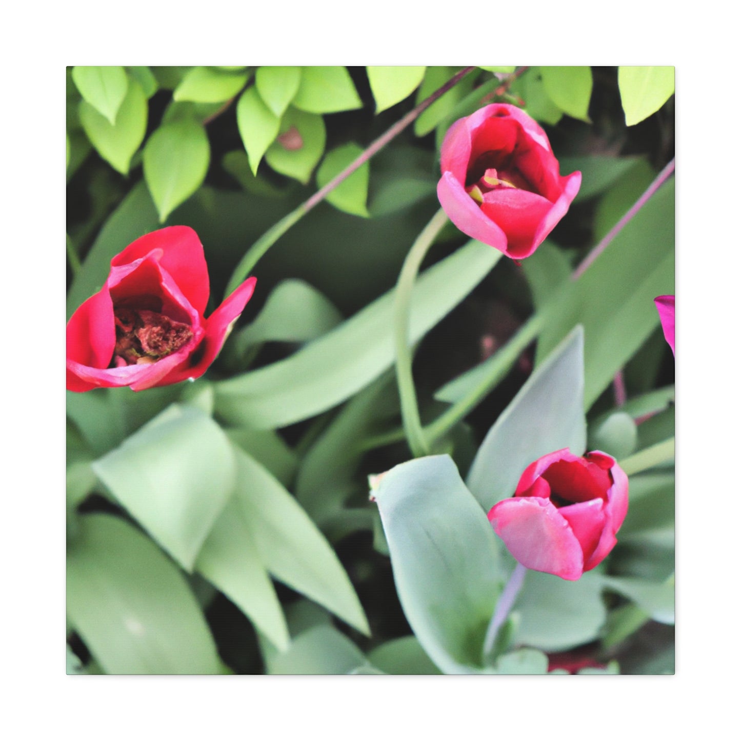 Pink Pop Ups - Canvas - Floral