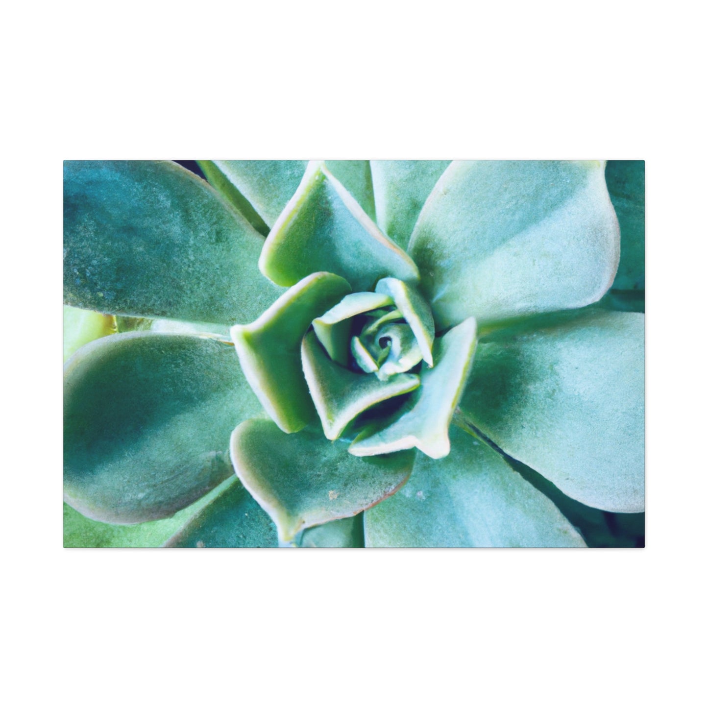 Irisaurus. - Canvas - Succulent