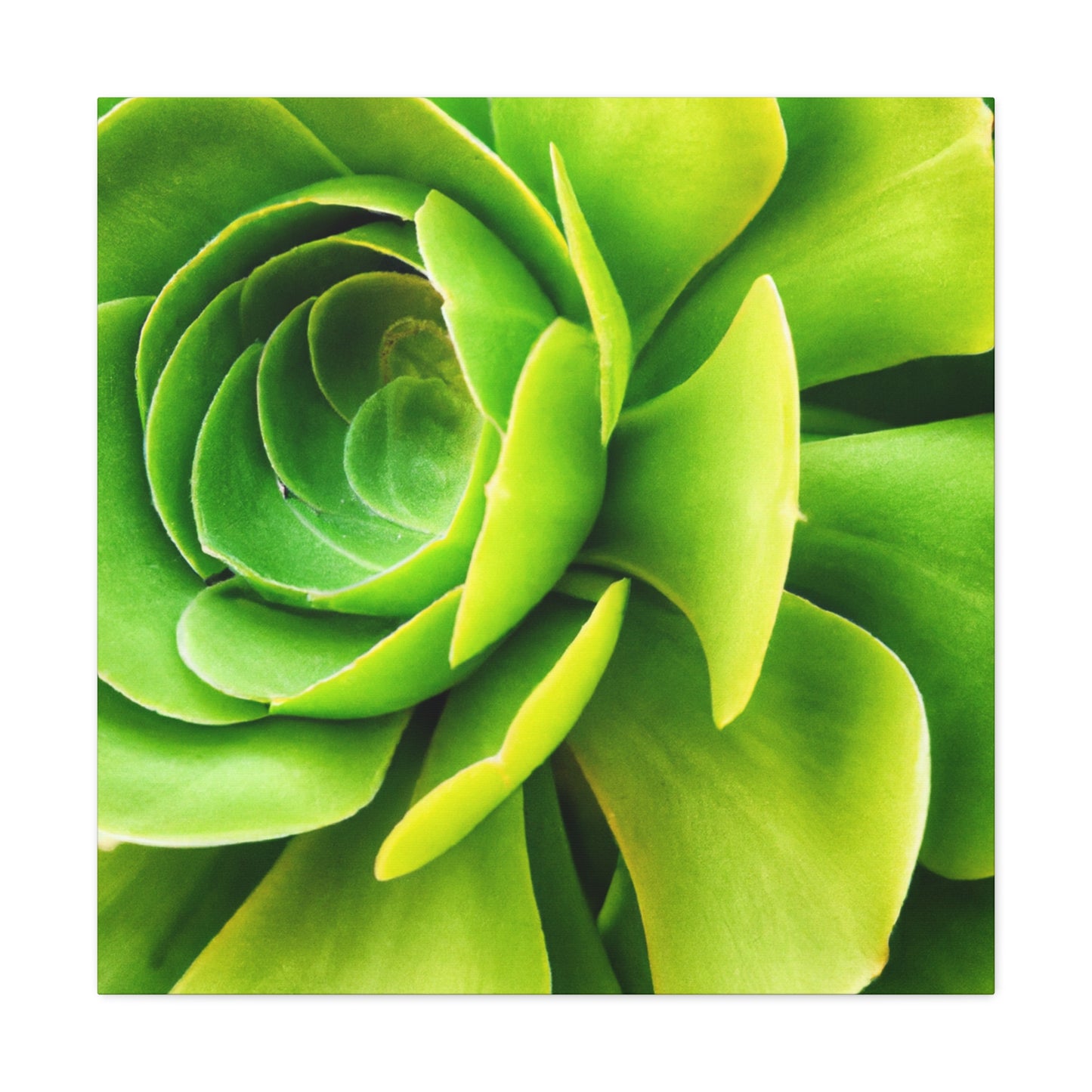 Neon Life. - Canvas - Succulent