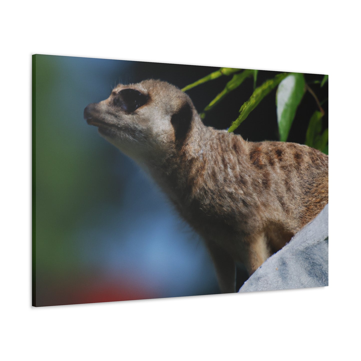 Peekaboo Crittter- Canvas - Wildlife