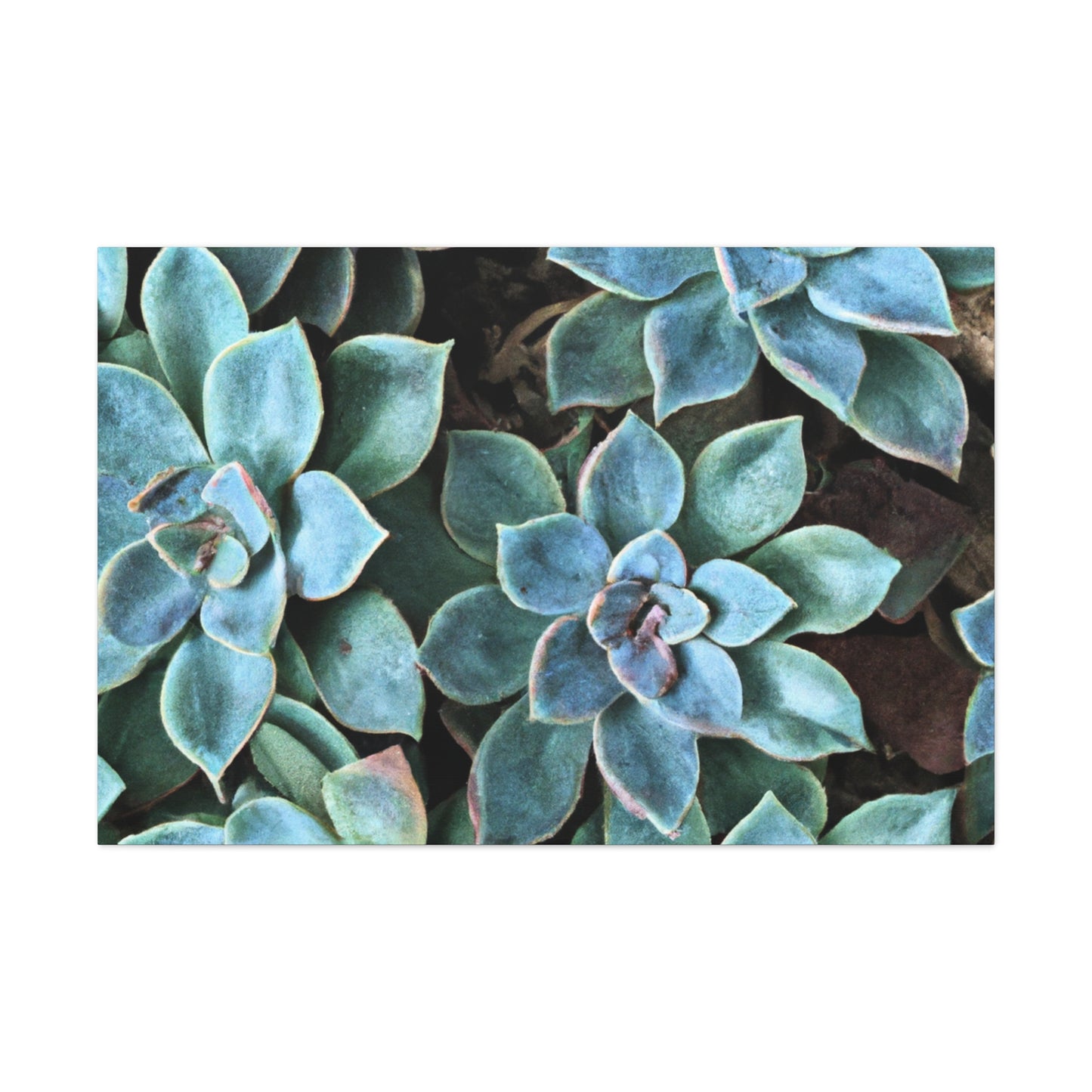 Green Paradise. - Canvas - Succulent