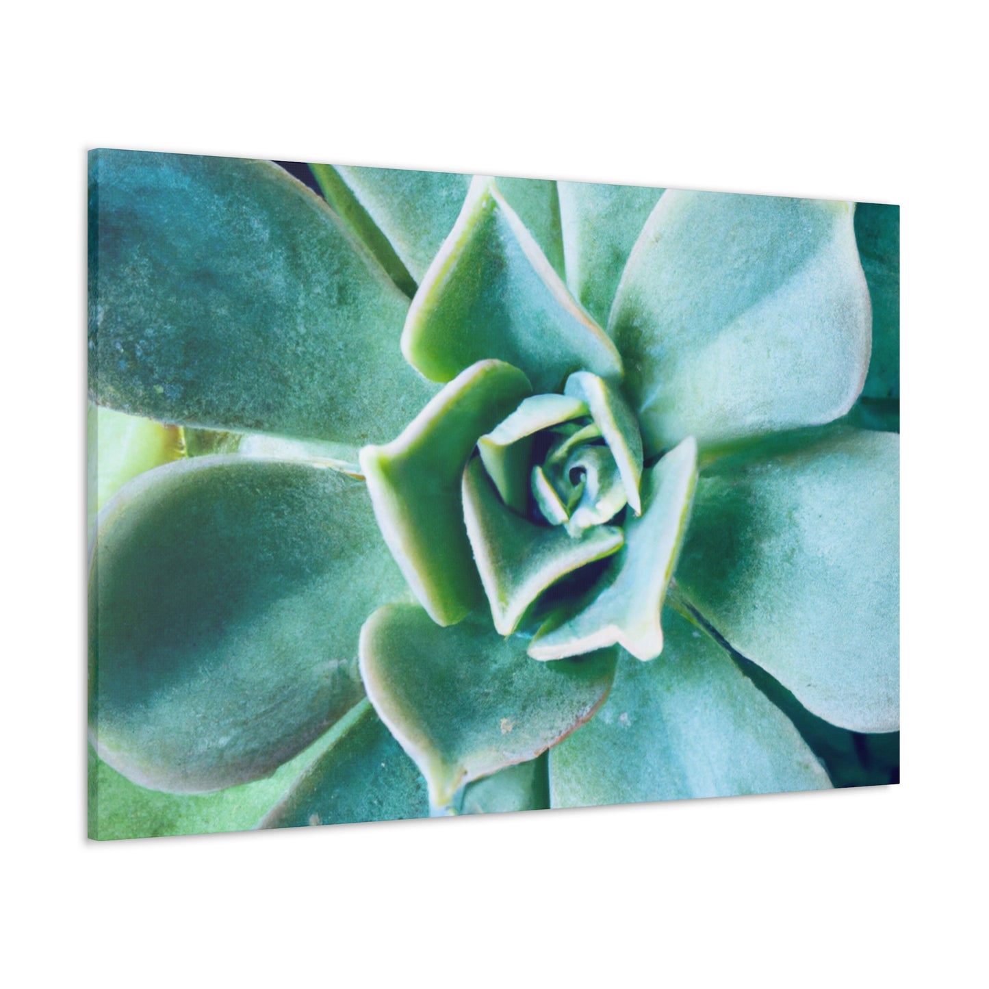 Irisaurus. - Canvas - Succulent
