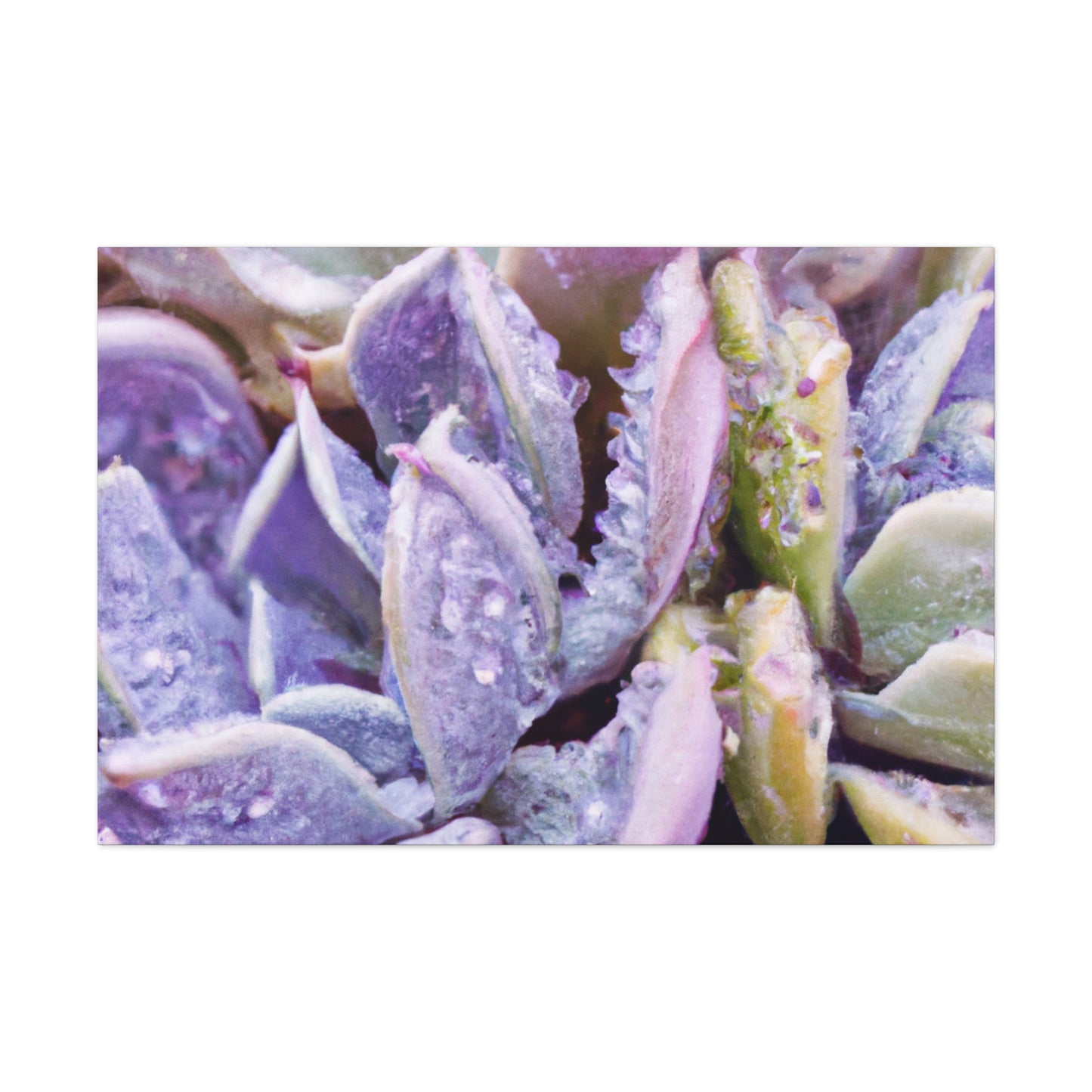 Violet Delights. - Canvas - Succulent