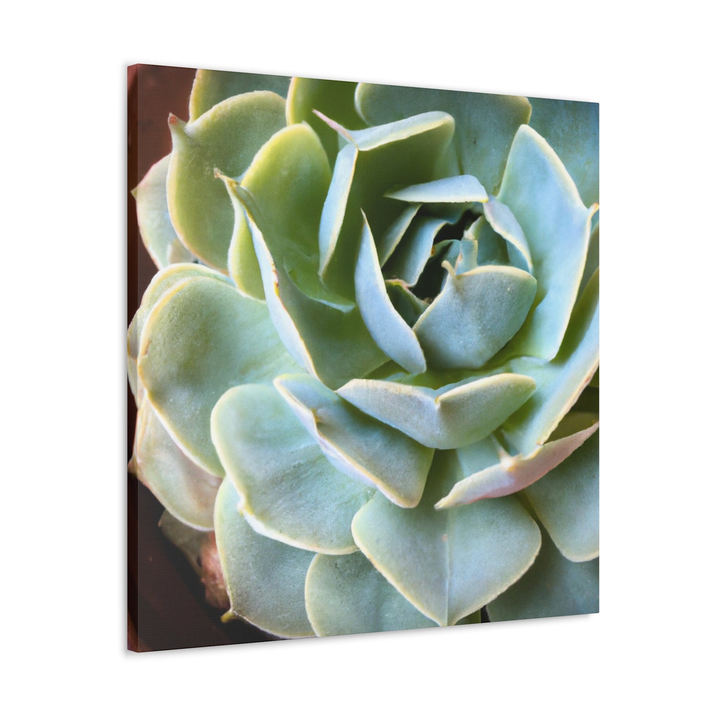 "Blooming Garden" - Canvas - Succulent