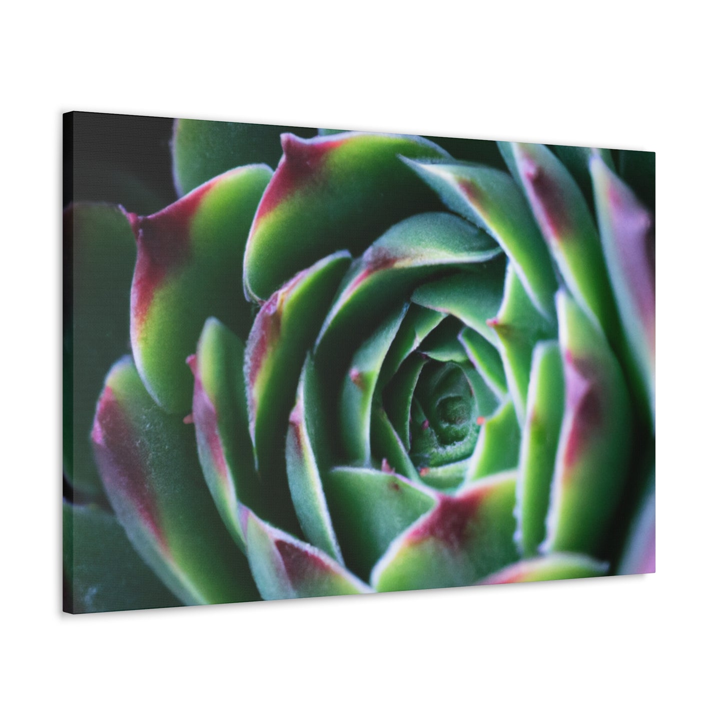 "Flowering Patio" - Canvas - Succulent