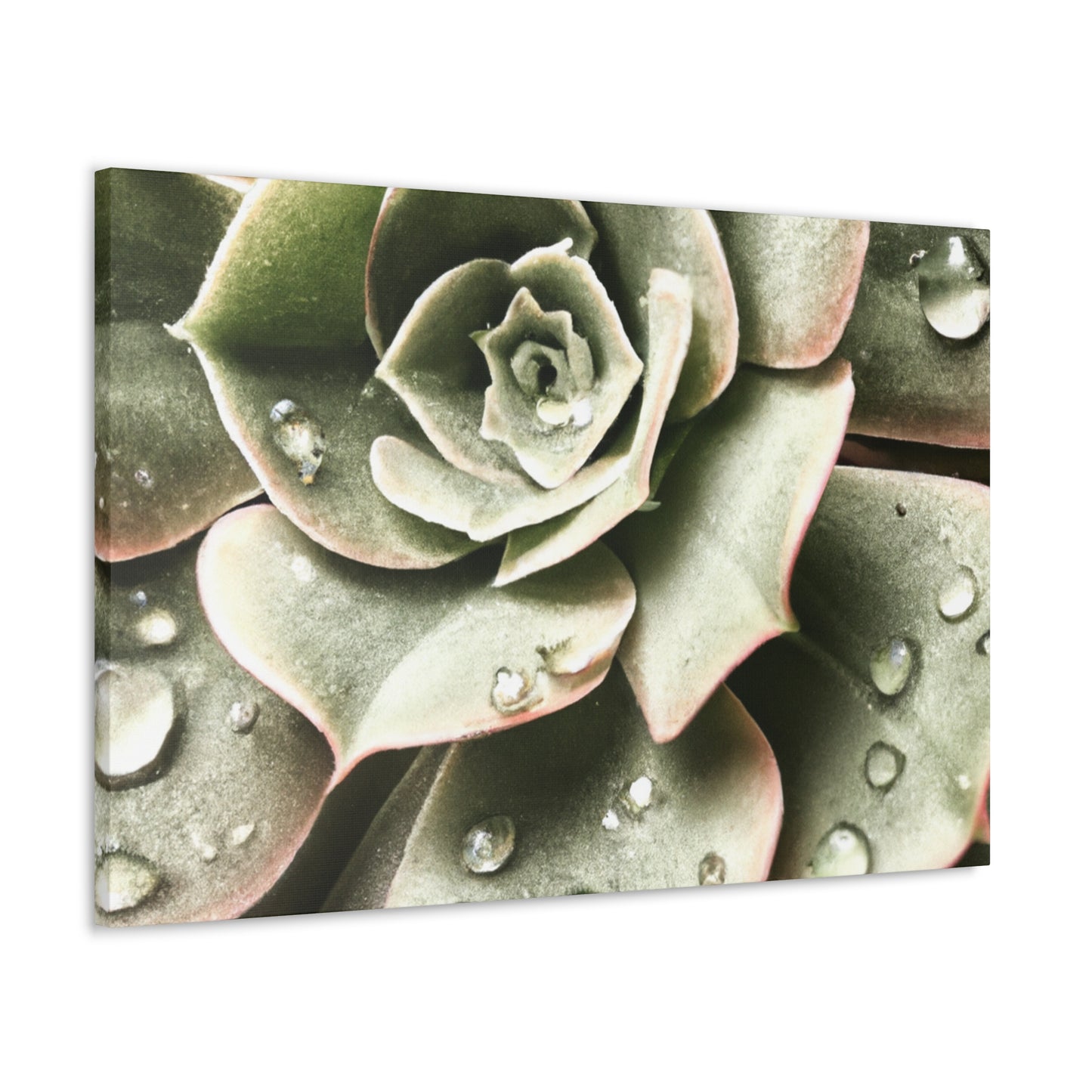 Neutral Close Up - Canvas - Succulent