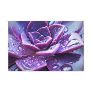 Purple Splendor - Canvas - Succulent