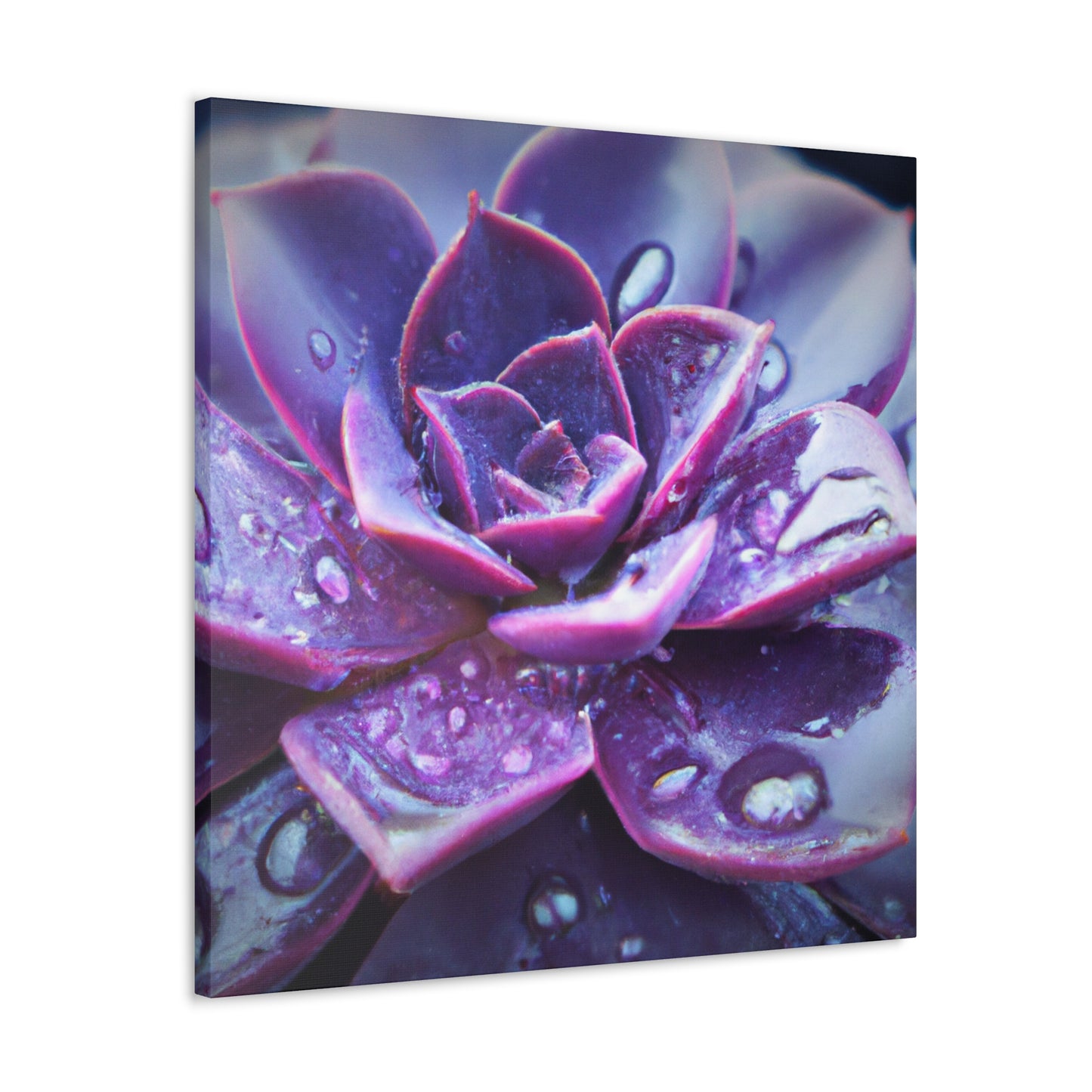 Purple Splendor - Canvas - Succulent