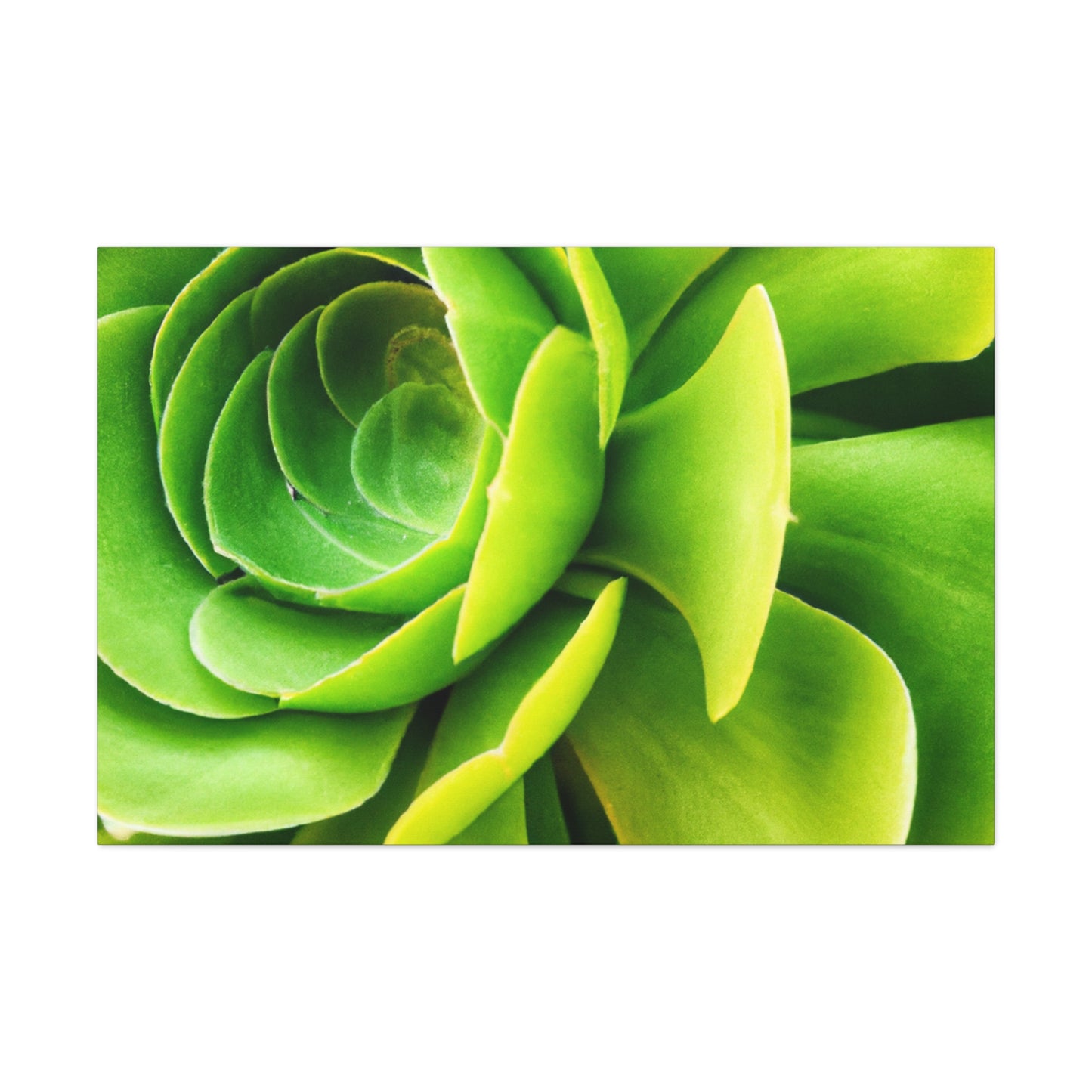 Neon Life. - Canvas - Succulent