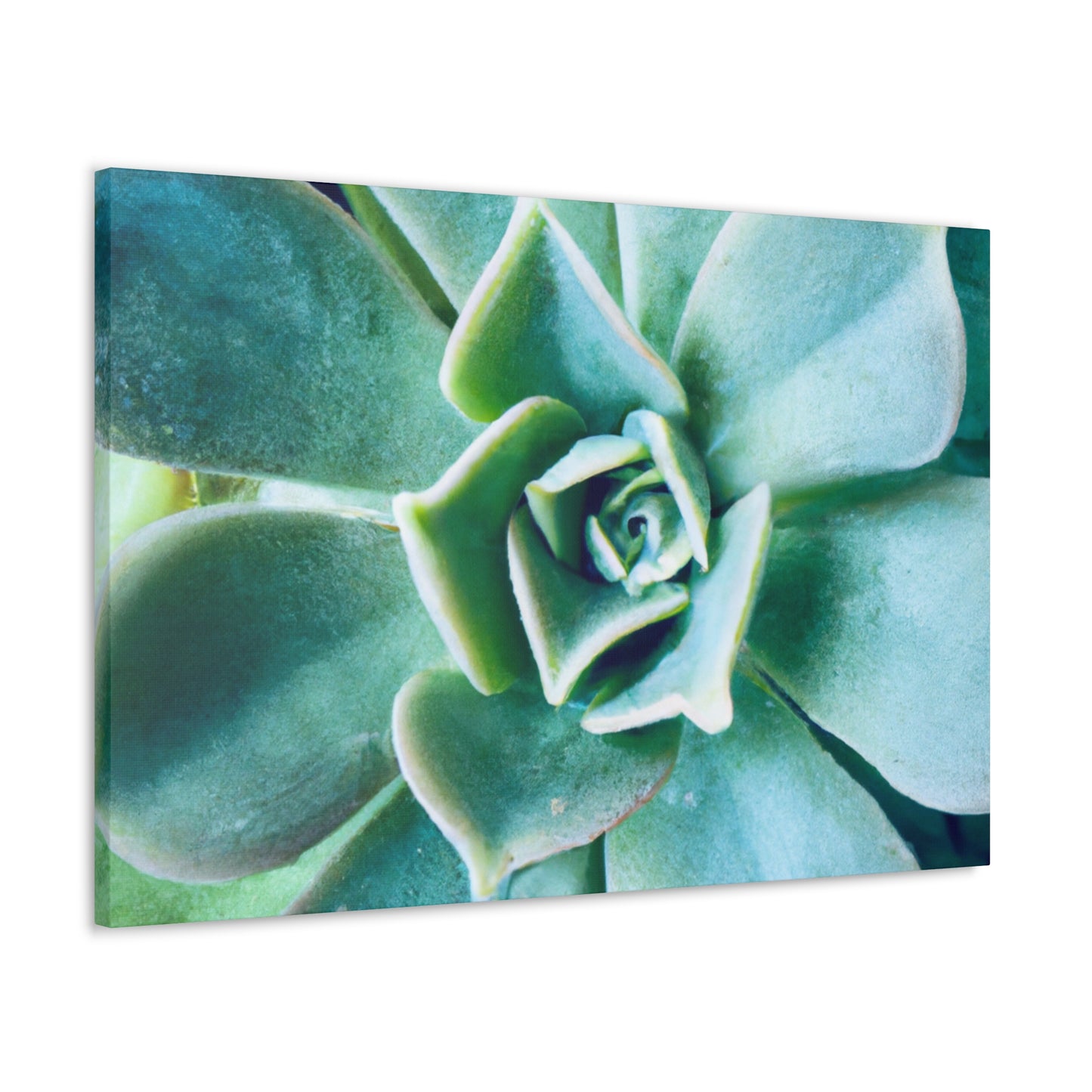 Irisaurus. - Canvas - Succulent