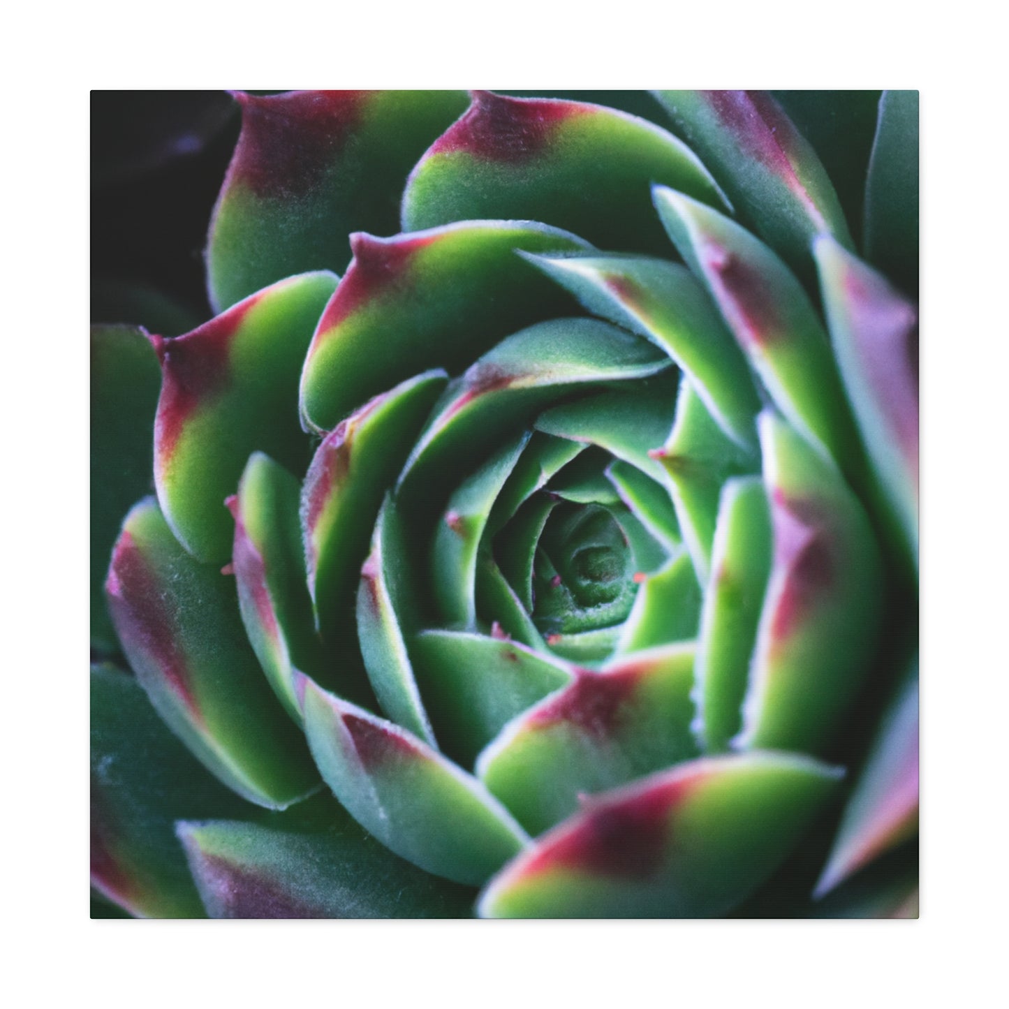 "Flowering Patio" - Canvas - Succulent