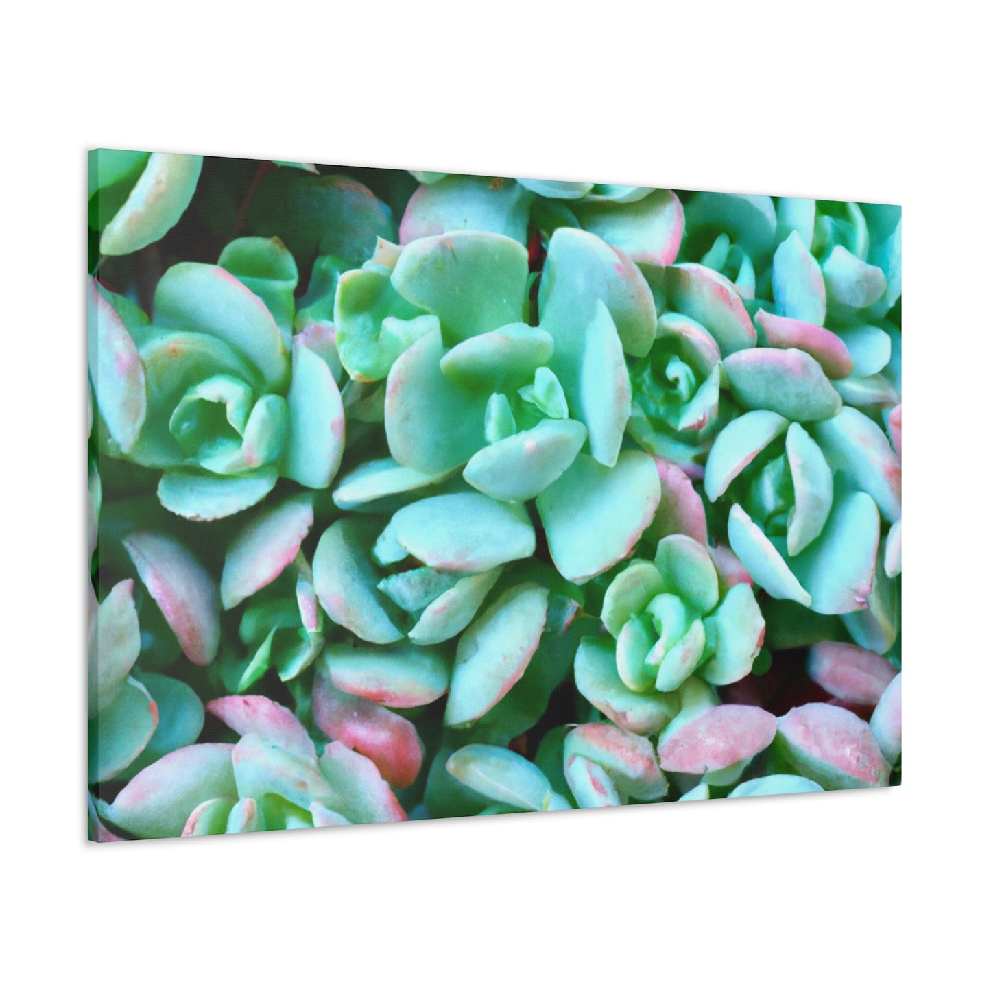 Green Beauties - Canvas - Succulent