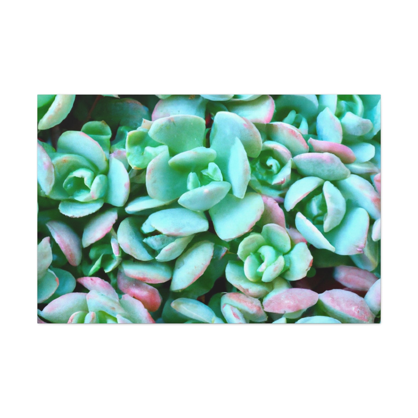 Green Beauties - Canvas - Succulent