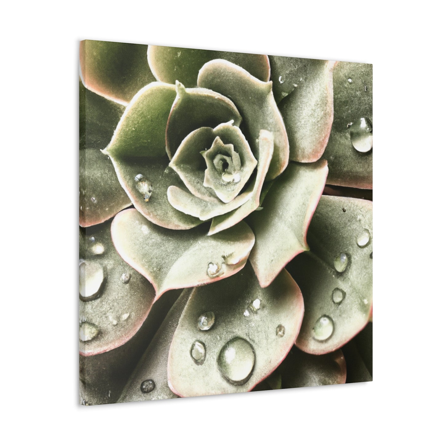 Neutral Close Up - Canvas - Succulent