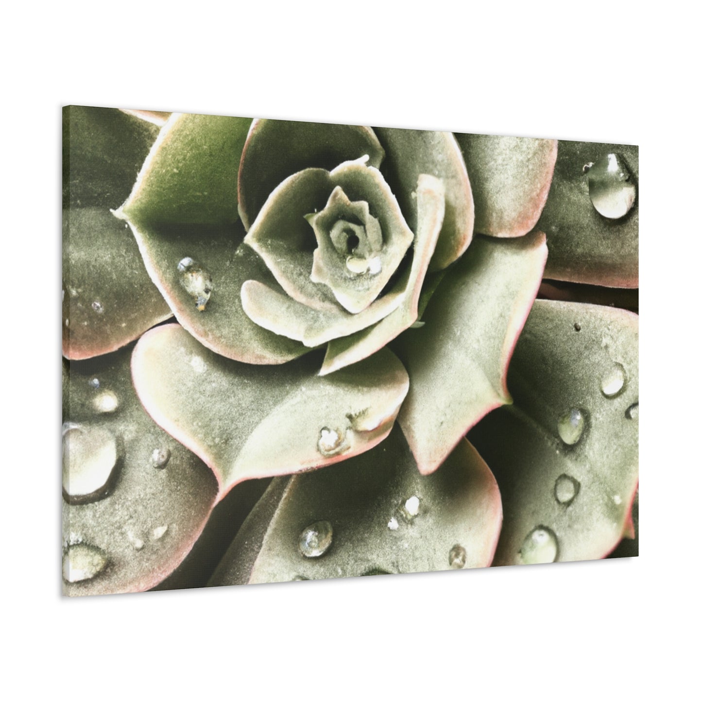 Neutral Close Up - Canvas - Succulent