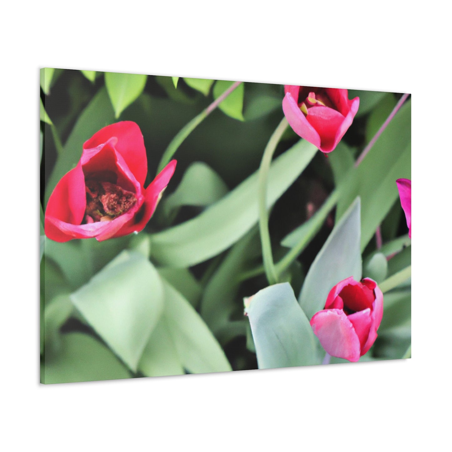 Pink Pop Ups - Canvas - Floral