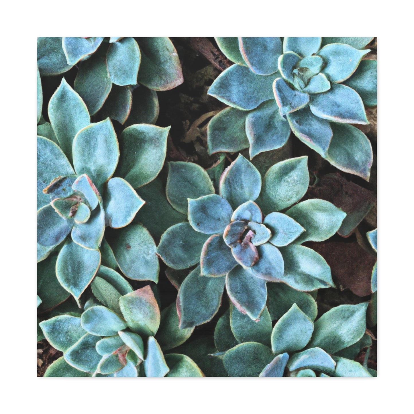 Green Paradise. - Canvas - Succulent