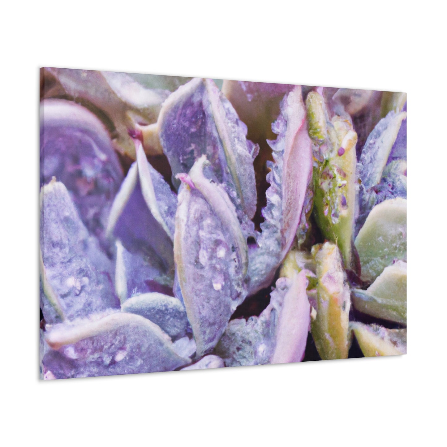 Violet Delights. - Canvas - Succulent