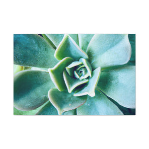 Irisaurus. - Canvas - Succulent