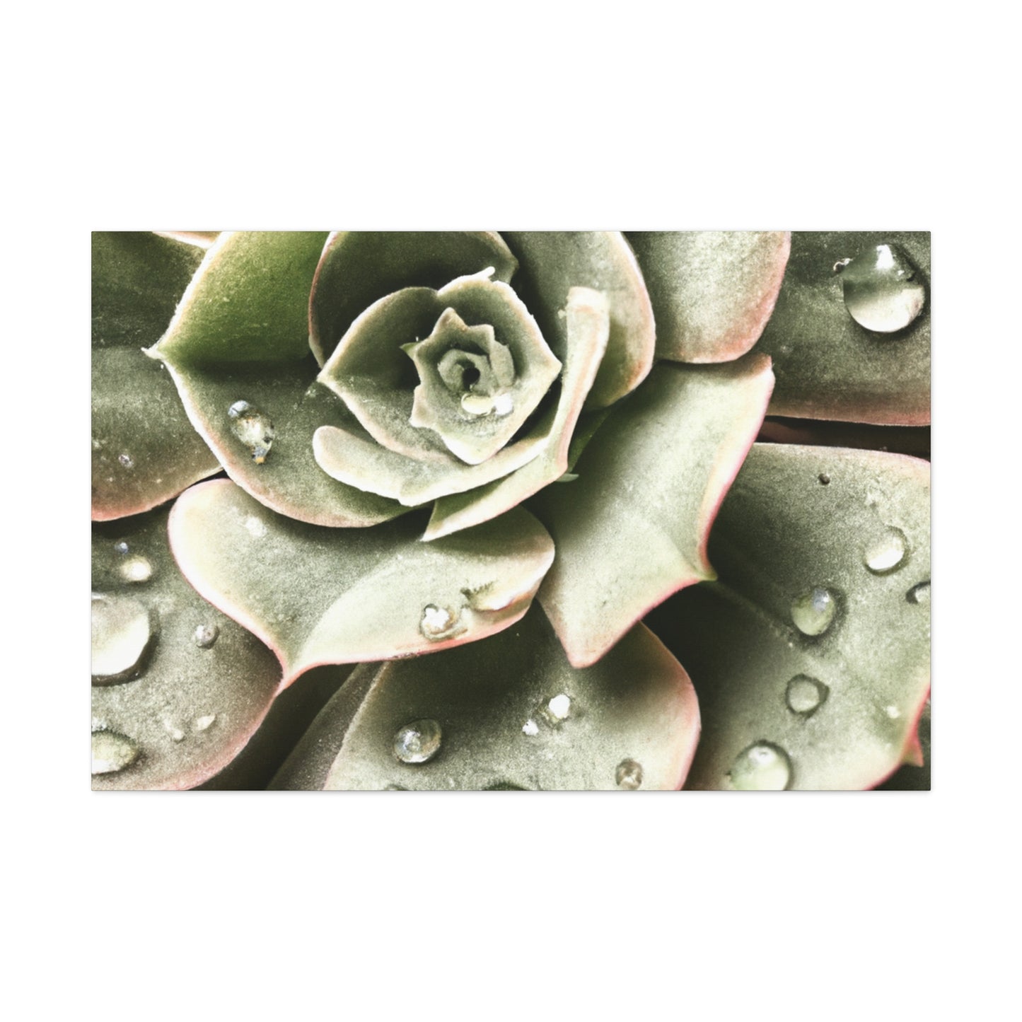 Neutral Close Up - Canvas - Succulent