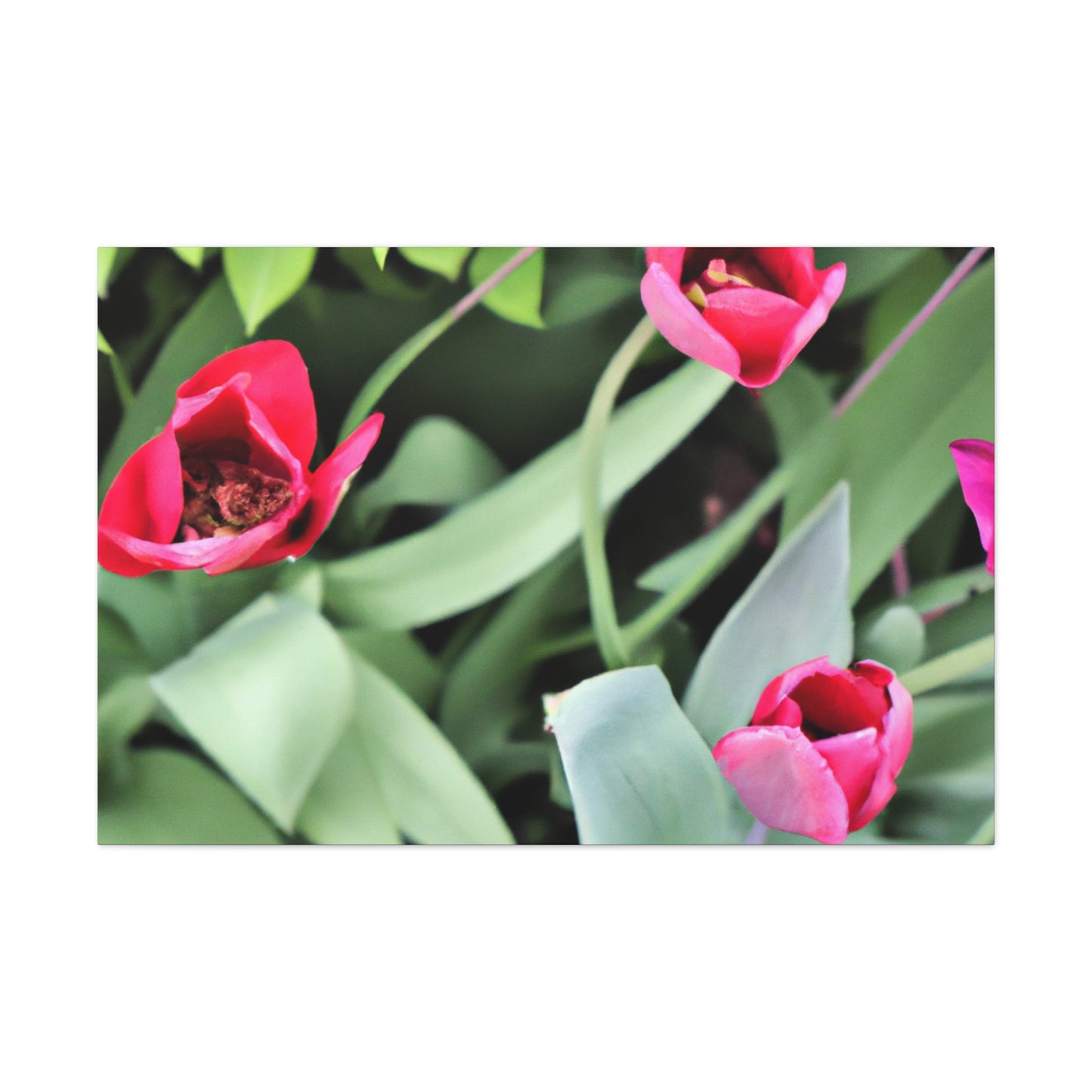 Pink Pop Ups - Canvas - Floral