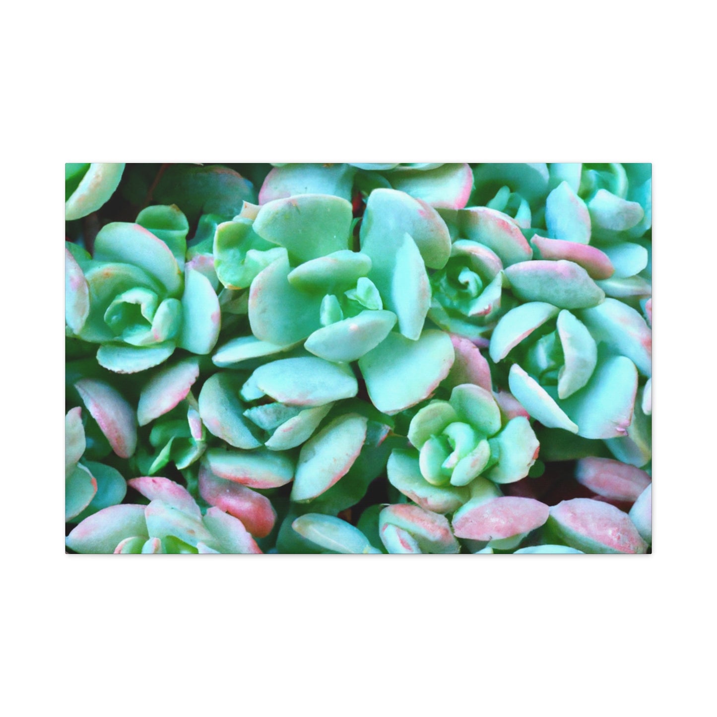 Green Beauties - Canvas - Succulent