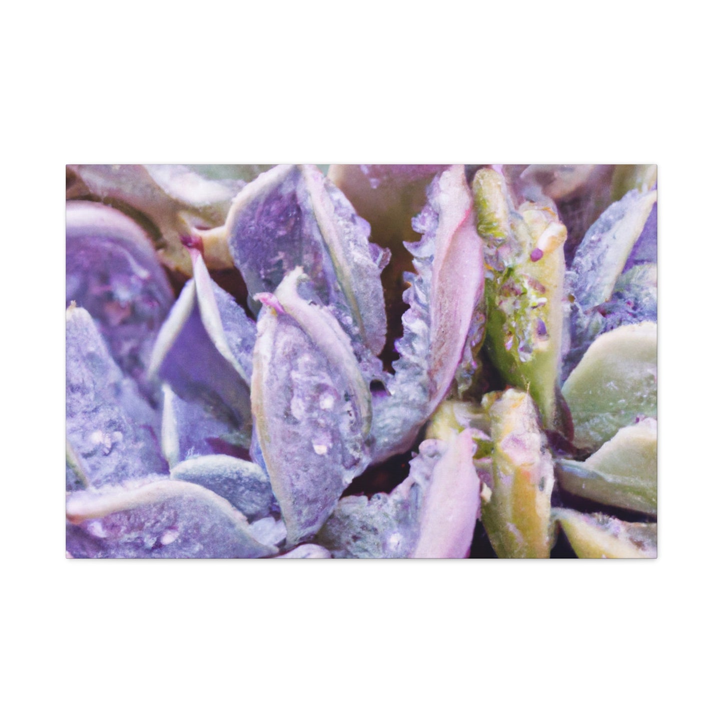 Violet Delights. - Canvas - Succulent