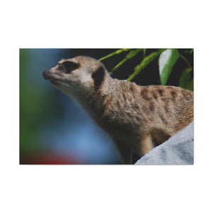 Peekaboo Crittter- Canvas - Wildlife