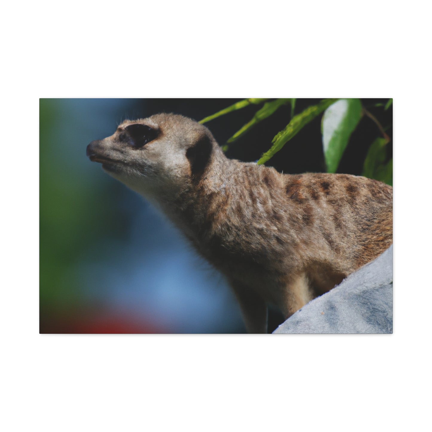 Peekaboo Crittter- Canvas - Wildlife