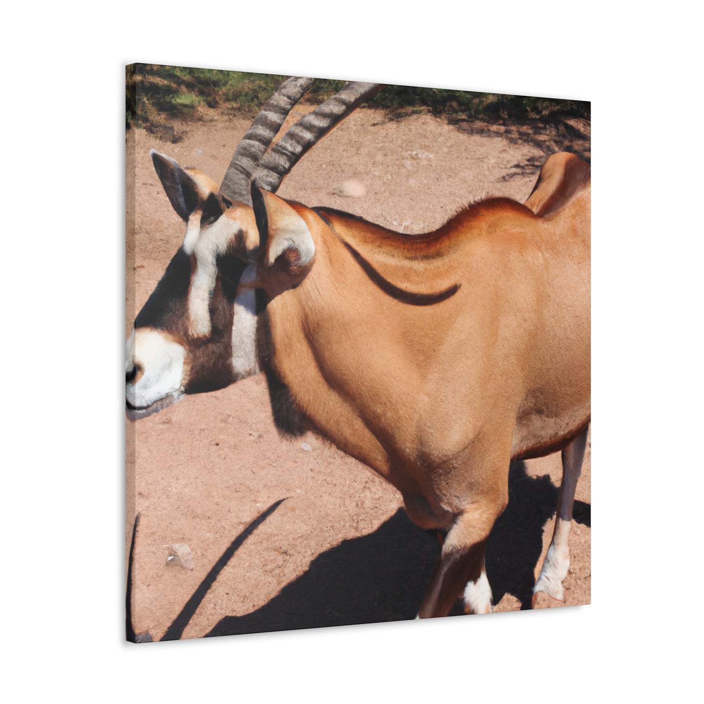 Stripespike. - Canvas Wildlife