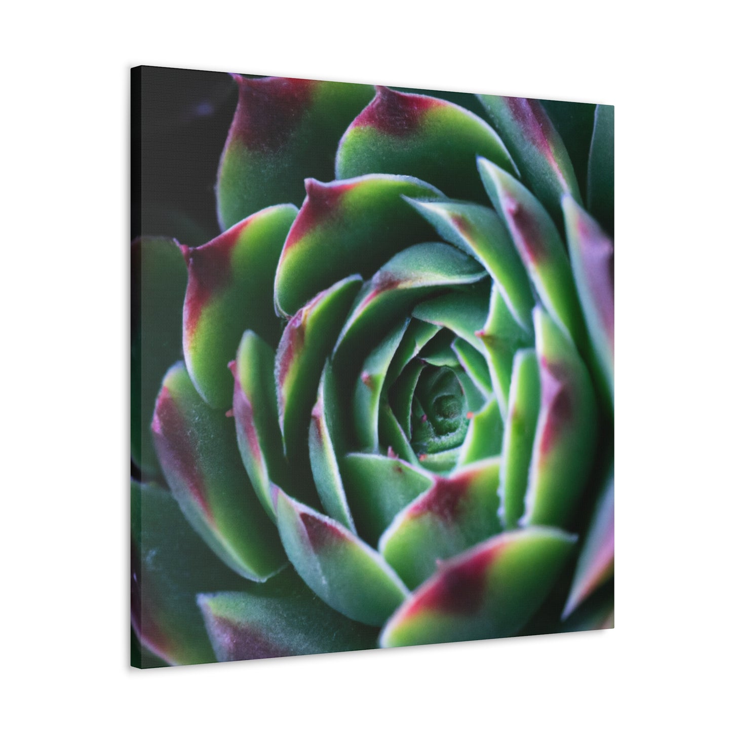 "Flowering Patio" - Canvas - Succulent