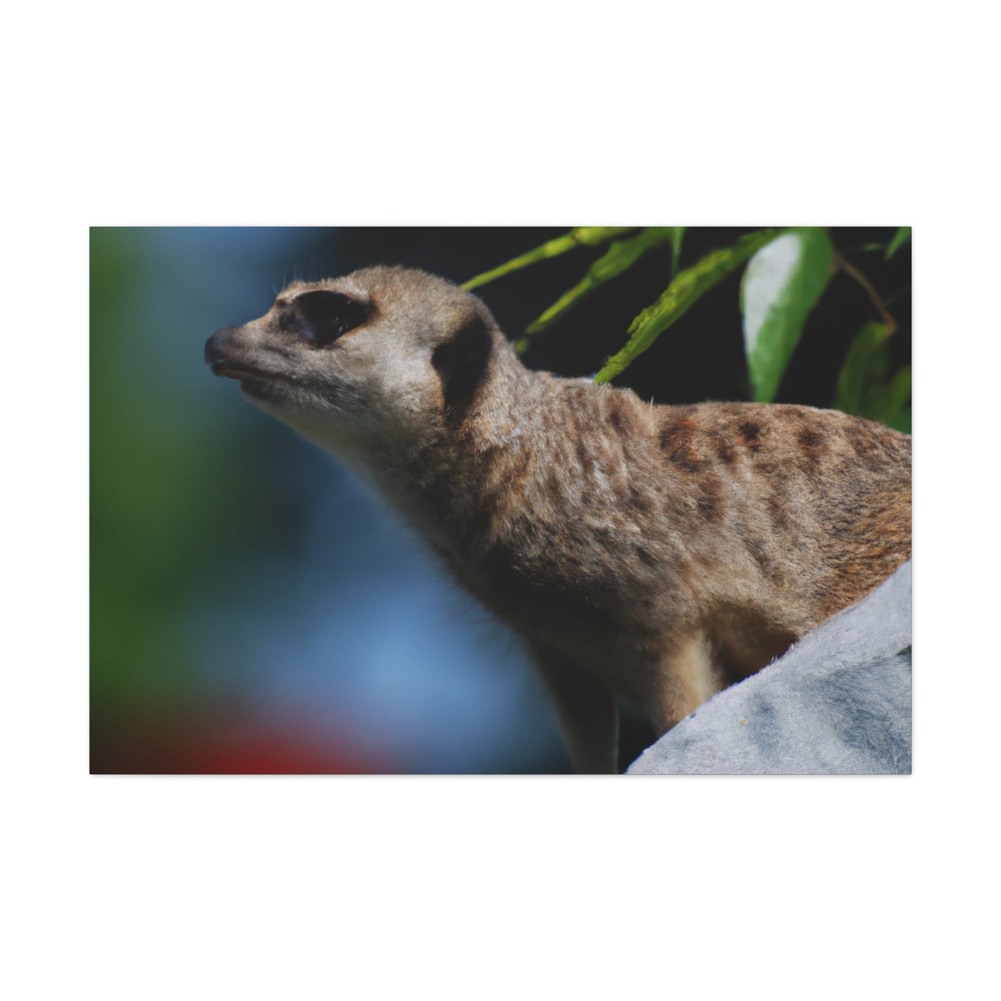 Peekaboo Crittter- Canvas - Wildlife
