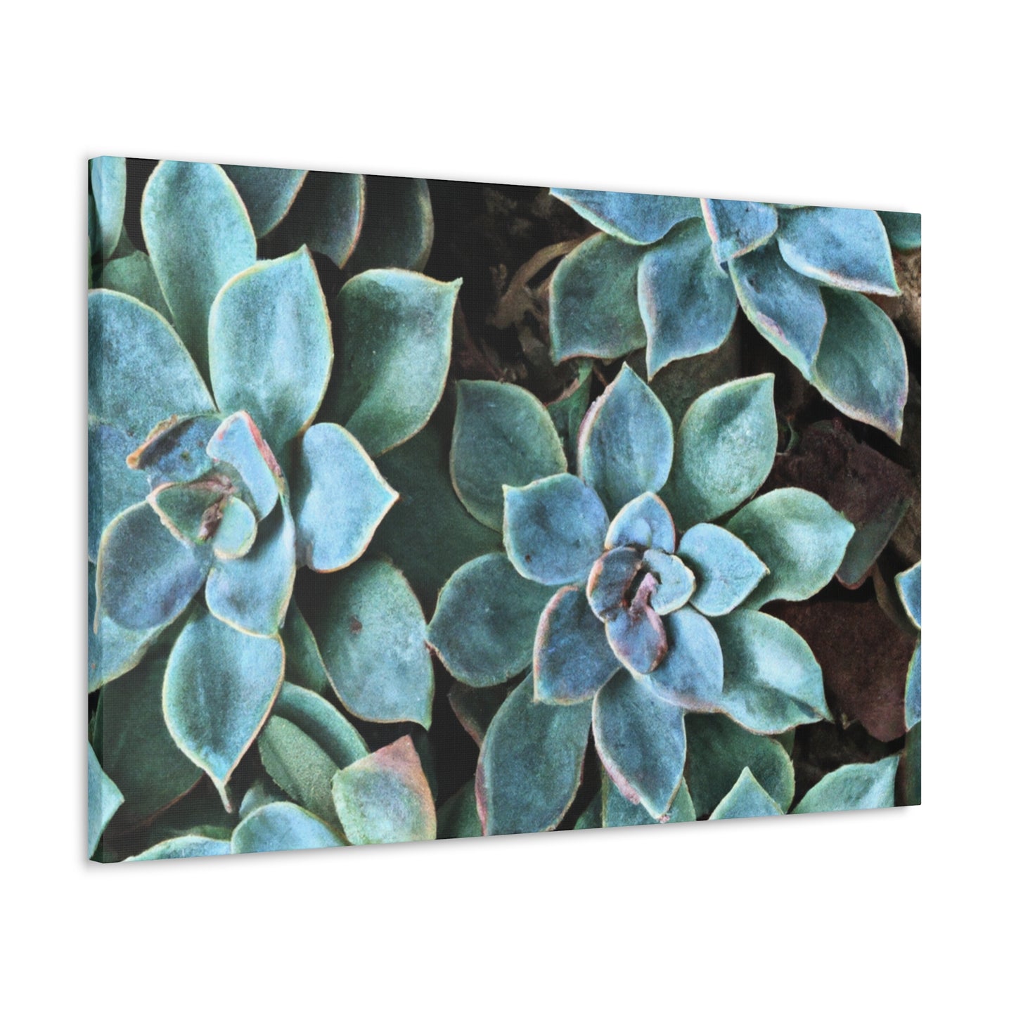 Green Paradise. - Canvas - Succulent