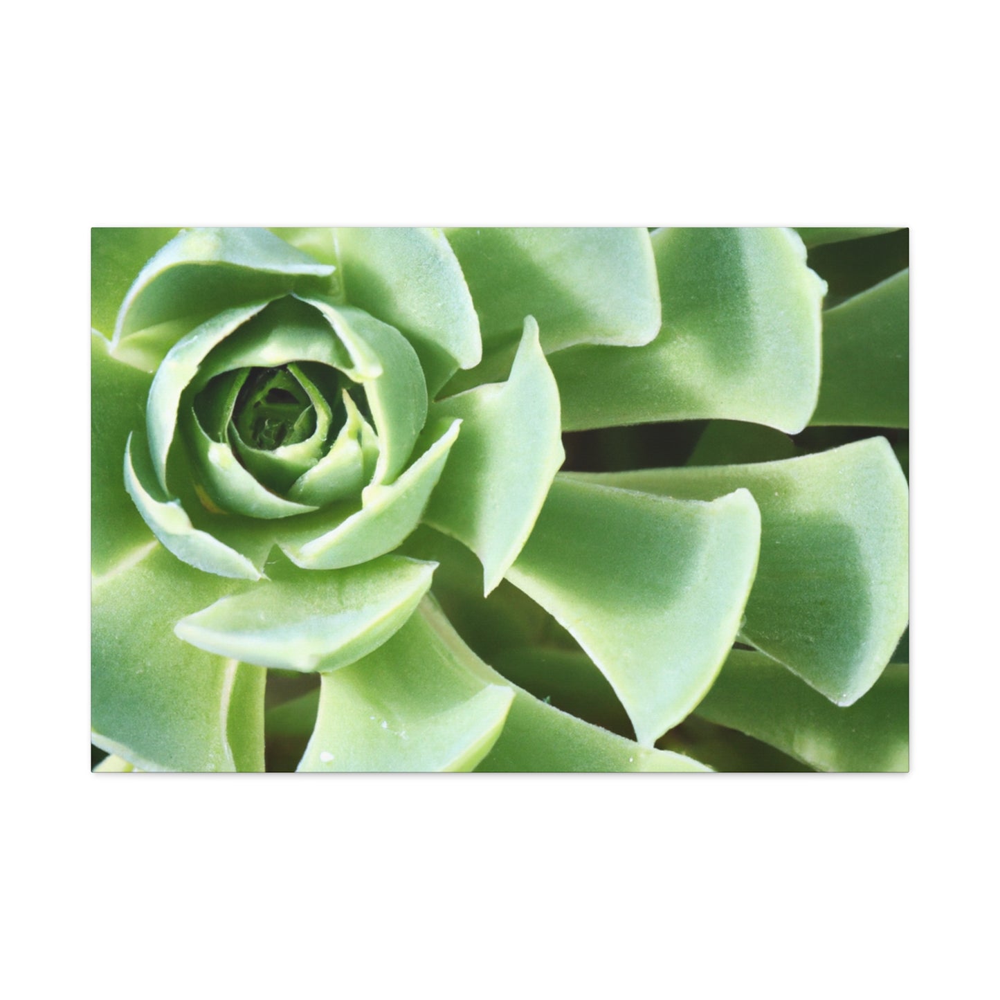 "Garden Gala" - Canvas - Succulent