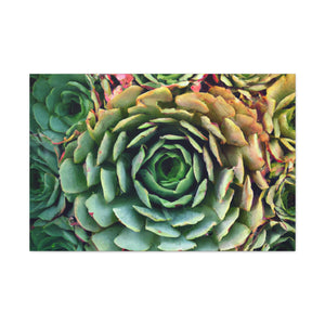 Aphrodite's Flight. - Canvas - Succulent