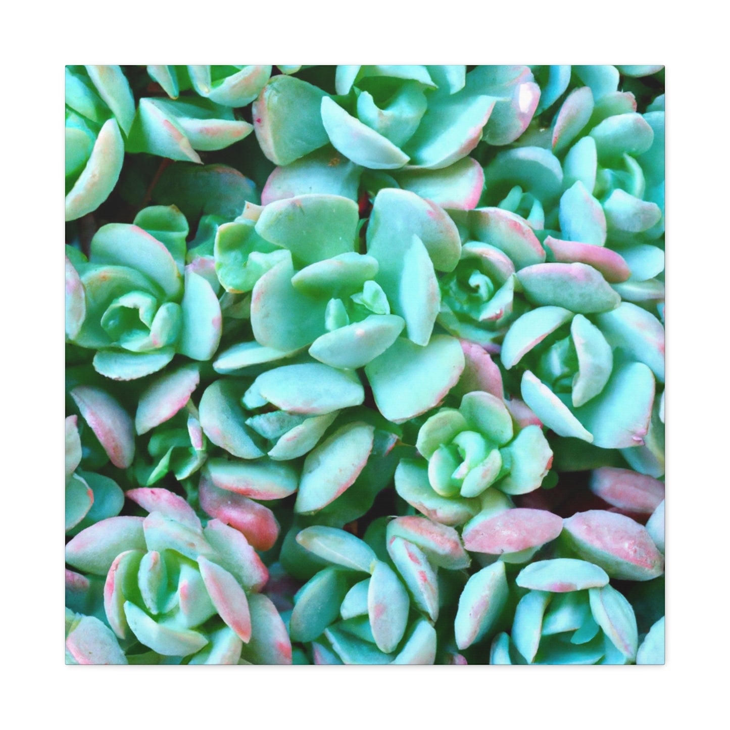 Green Beauties - Canvas - Succulent