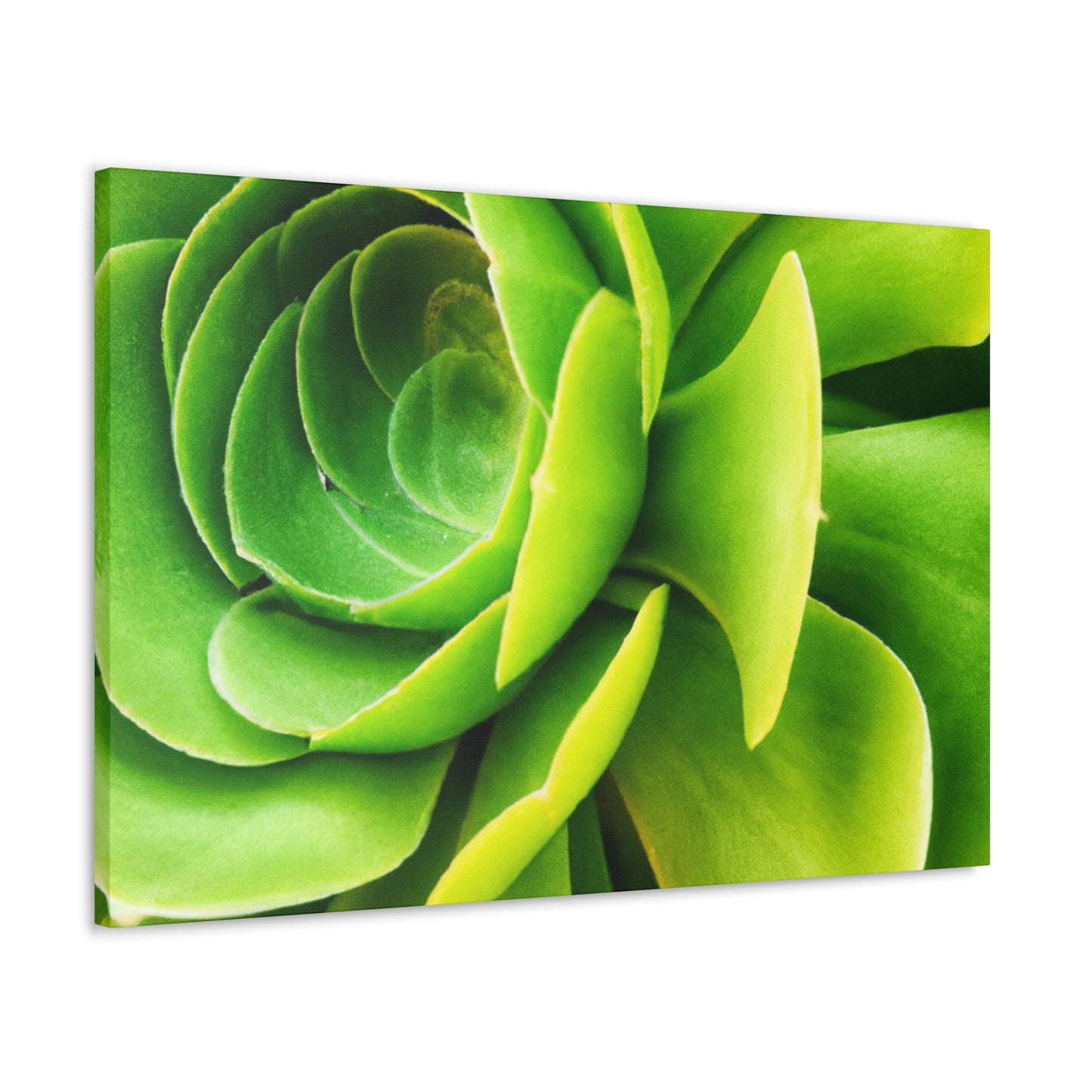 Neon Life. - Canvas - Succulent