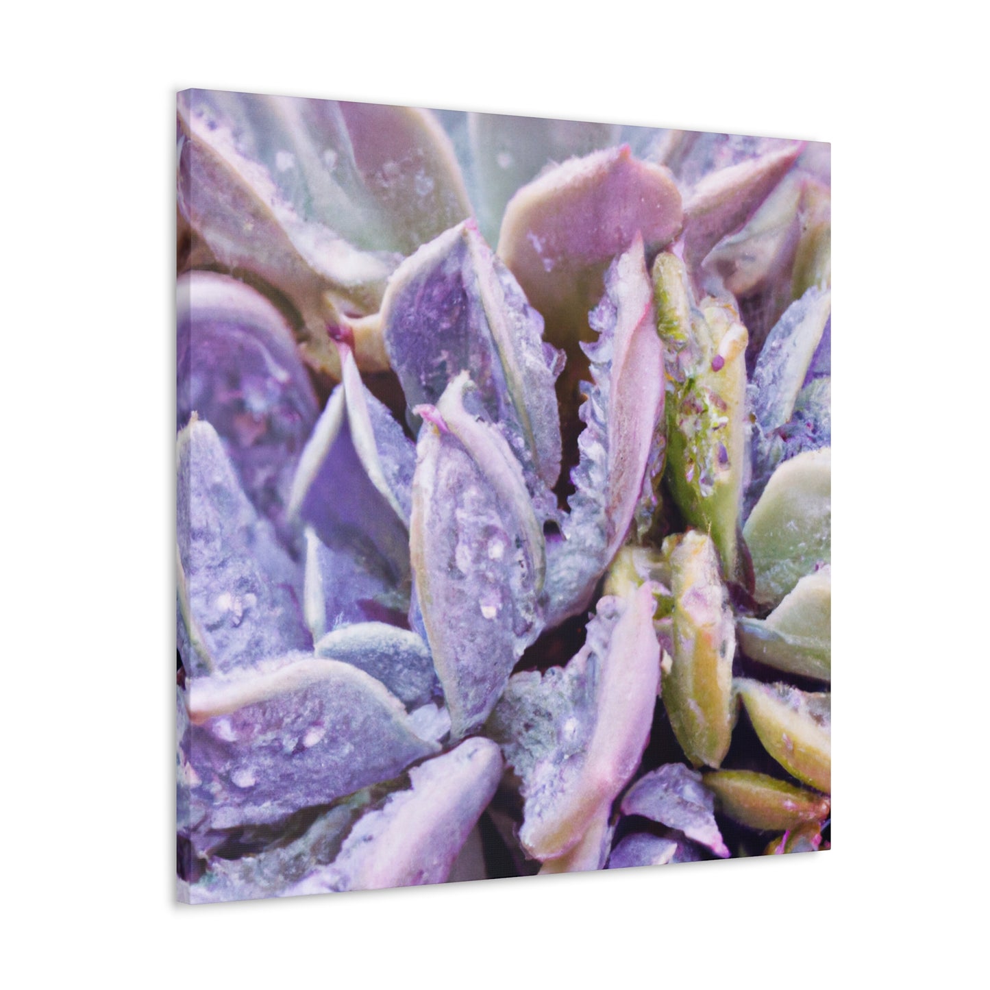Violet Delights. - Canvas - Succulent