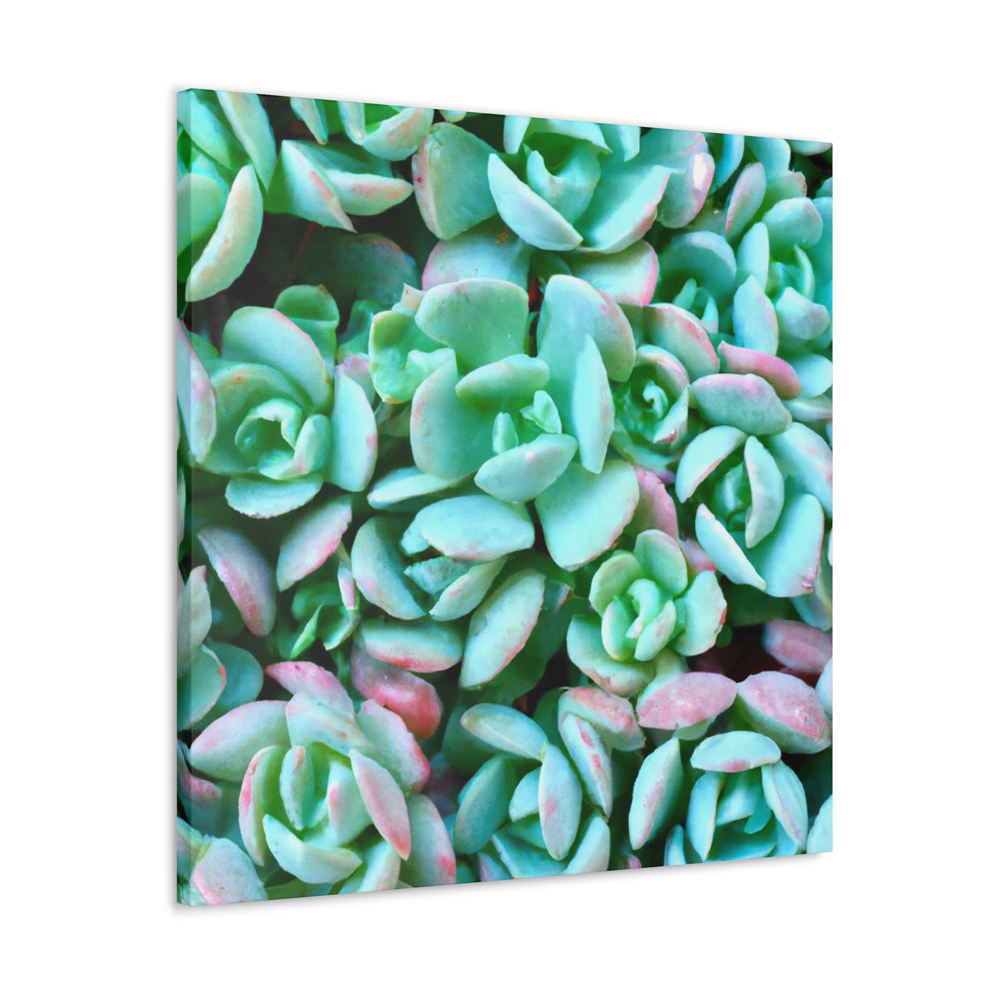 Green Beauties - Canvas - Succulent